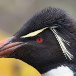 Close up of a Rockhopper Penguin (image by Inger Vandyke)