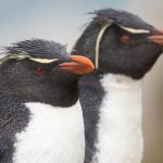 Rockhopper pair braving the rains at Kidney Cove (image by Inger Vandyke)