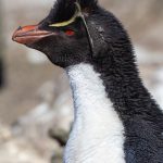 Portrait of a Rockhopper Penguin with its zany hairstyle (image by Inger Vandyke)