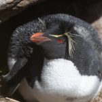 Rockhopper Penguins have beautiful 'eye makeup' (image by Inger Vandyke)