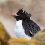 Pretty little Rockhopper Penguin in the yellow lichen covered stones of the Falklands (image by Inger Vandyke)