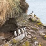 A line of Rockhopper Penguins head to their colony after being at sea near Kidney Cove in the Falklands (image by Inger Vandyke)