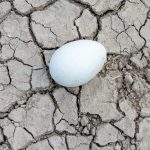 Climate change has hit the Falklands in the form of drought. An abandoned Rockhopper egg on the dry mud at New Island (image by Inger Vandyke)