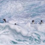 A small group of Rockhopper Penguins brave the huge sea wash to come ashore at New Island (image by Inger Vandyke)