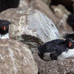 Playful Rockhopper Penguins 'stealing' the nests of Black-browed Albatrosses at West Point (image by Inger Vandyke)