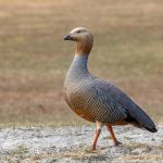 A Ruddy-headed Goose wanders over the flat grass of Saunders Island (image by Inger Vandyke)