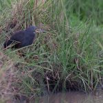 Rufous-bellied Heron, present in small numbers at the rapidly drying marshes (image by Mike Watson)