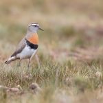 Rufous-chested Dotterel in the Falklands (image by Inger Vandyke)