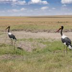 Saddle-billed Stork pair at Governor’s Camp, a truly impressive bird! (image by Mike Watson)