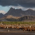 Late afternoon at the incredible Salisbury Plain in South Georgia (image by Inger Vandyke)