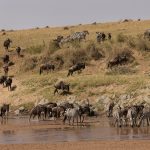 Wildebeest and zebra numbers gradually build on the banks of the Sand River in the southern Mara (image by Mike Watson)