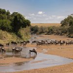 At last a crossing! Wildebeest heading across the Sand River into Kenya from Tanzania, passports ready! (image by Mike Watson)