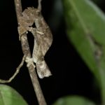 The fantastically-named Satanic Leaf-tailed Gecko, another of Madagascar’s masters of camouflage! (image by Mike Watson)