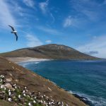 The hillside Black-browed Albatross colony at Saunders Island (image by Inger Vandyke)