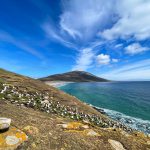 Spectacular views from the Black-browed Albatross colony at Saunders Island (image by Inger Vandyke)