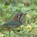 Scaly Ground Roller close encounter, off-trail in Mantadia National Park (image by Mike Watson)