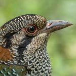Scaly Ground Roller, a classic rainforest indicator species (image by Mike Watson)