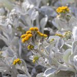 Sea Cabbage in flower (image by Inger Vandyke)