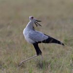 Another dinosaur of the Mara, the awesome Secretarybird (image by Mike Watson)
