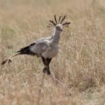 A rather scruffy-looking Secretarybird on the Mara (image by Mike Watson)