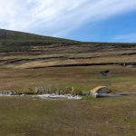 A Sei Whale skeleton laid out on land by the locals at Saunders Island in the Falklands (image by Inger Vandyke)