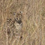 Photographing Servals in the long grass of the Mara is a real challenge, so many grass stems! (image by Mike Watson)