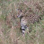 It is difficult to understand how such a delicate predator as the Serval can survive in such a dangerous place as the Maasai Mara (image by Mike Watson)