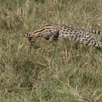 The Serval’s leap! (image by Mike Watson)