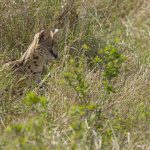 Servals typically spend a lot of time sitting, using those massive ears and sharp eyes in search of prey (image by Mike Watson)