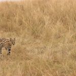 Serval on the prowl on the Maasai Mara (image by Mike Watson)