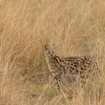 The gorgeous Serval has unfeasibly long legs (image by Mike Watson)