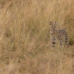 An audience with a Serval is high on the wish list of visitors to the Mara. We were lucky to have two this time (image by Mike Watson)