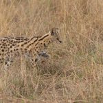 Hunting Serval on the Maasai Mara (image by Mike Watson)