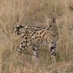 A perfect Serval portrait in nice late afternoon light (image by Mike Watson)