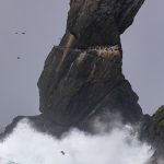 Isolated by a rugged ocean, Shag Rocks is a haven for nesting birds (image by Inger Vandyke)