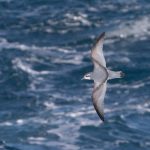 Slender-billed Prion in flight (image by Inger Vandyke)