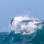 Photography from the back of our cruise boat gives you the chance to capture seabirds cresting off huge waves (image by Inger Vandyke)