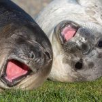 Yawning Elephant Seal pups look like they are laughing (image by Inger Vandyke)