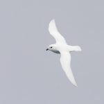 There are few seabirds whiter than Snow Petrels (image by Inger Vandyke)