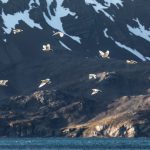 A flock of Snowy Sheathbills flies around the spectacular Bay of Islands in South Georgia (image by Inger Vandyke)