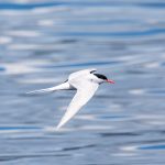 A South American Tern flies by the Sea Lion Islands off the coast of Ushuaia (image by Inger Vandyke)