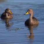 South Georgia Pintails on a pool near Grytviken (image by Inger Vandyke)