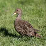 Pretty little South Georgia Pintails have increased in numbers since the island has eradicated rats (image by Inger Vandyke)