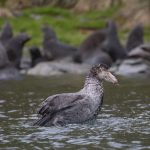 A Southern Giant Petrel takes a bath in a fur seal colony at Prince Olaf's Harbour (image by Inger Vandyke)