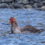 Known as the vultures of the Southern Ocean, giant petrels can often be seen with bloody heads from where they have been dining on a carcass (image by Inger Vandyke)
