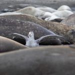 A Northern Giant Petrel wanders between lines of sleeping, gigantic Elephant Seal beach masters (image by Inger Vandyke)