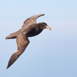 A Southern Giant Petrel in flight (image by Inger Vandyke)