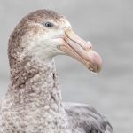 Portrait of a Northern Giant Petrel in South Georgia (image by Inger Vandyke)