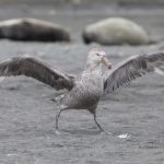 Always searching, a Southern Giant Petrel wanders through a seal colony searching for a meal (image by Inger Vandyke)
