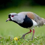 Portrait of a Southern Lapwing in Ushuaia (image by Inger Vandyke)